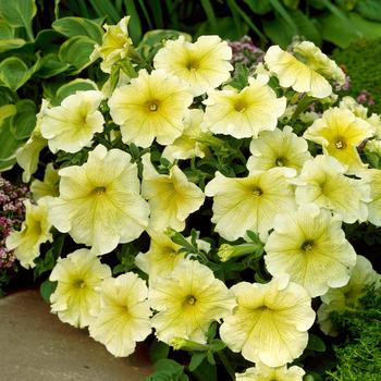 Petunia hybrida - Petunia 'Prism Sunshine'
