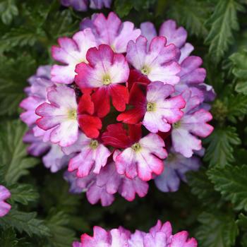 Verbena hybrid - Verbena 'Beats Purple+White'