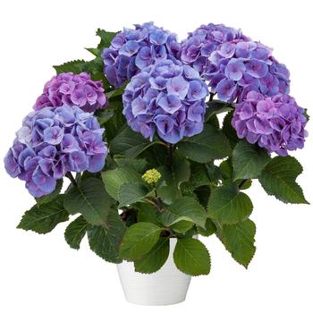 Hydrangea macrophylla - Hydrangea 'Let's Dance Blue Jangles'