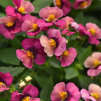 Nemesia fruticans - Nemesia 'Prestige'