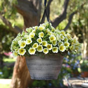 Petunia hybrida - Petunia 'Cannonball Yellow'