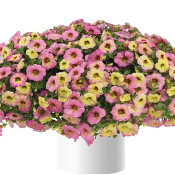 Calibrachoa hybrid (Million Bells) - Calibrachoa 'Chameleon Lemon Berry'