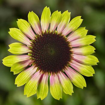 Echinacea purpurea - Coneflower 'Prairie Blaze Vintage Lime'