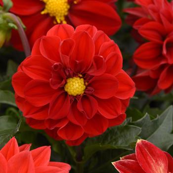 Dahlia hybrid - Dahlia 'Figaro Red Shades'