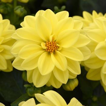 Dahlia hybrid - Dahlia 'Figaro Yellow Shades'