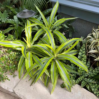 Dracaena deremensis - Dracaena 'Lemon Surprise'