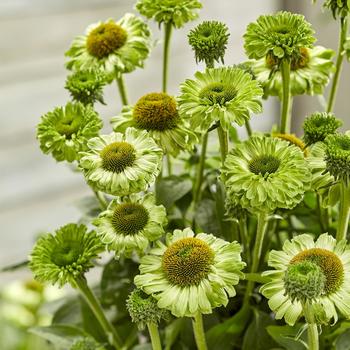Echinacea - Coneflower 'SunSeekers Apple Green'