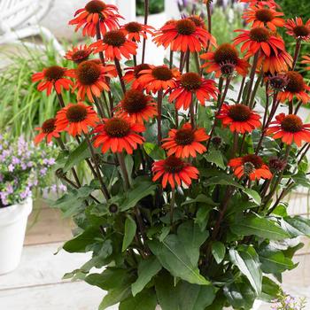 Echinacea - Coneflower 'Sunseekers Orange'