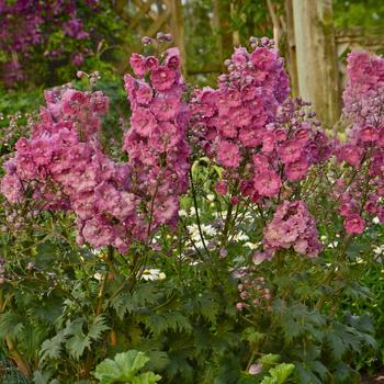 Delphinium - Delphinium 'Pink Punch' 