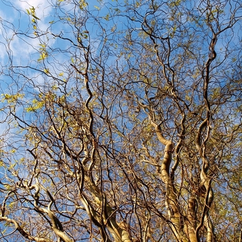  - Curly Willow Stems