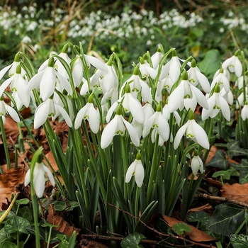 Galanthus elwesii - Snowdrops