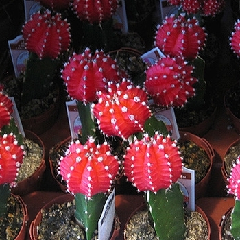 Cactus - Grafted Cactus