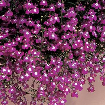 Lobelia erinus - Lobelia 'Regatta Rose'