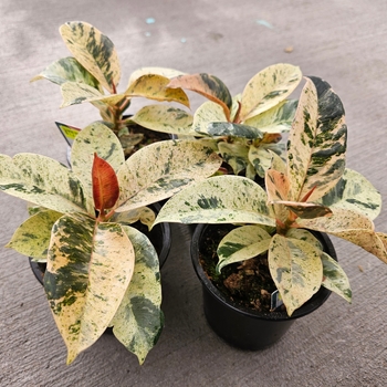 Ficus elastica (Rubber Tree) - Ficus 'Shivereana'