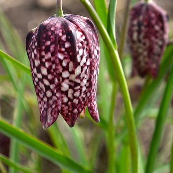 Fritillaria meleagris - Checkered Lily