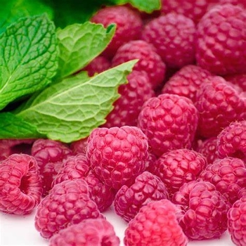 Rubus idaeus - Raspberry 'Joan J'