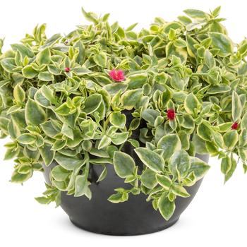 Dorotheanthus bellidiformis (Aptenia) - Dorotheanthus 'Mezoo Trailing Red'