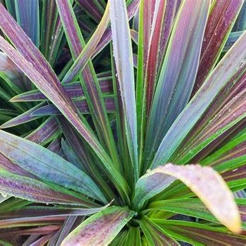 Cordyline australis (Spike) - Dracaenca 'Chocolate Mint'