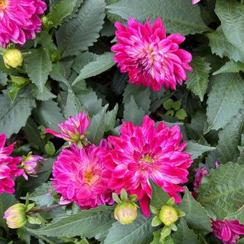 Dahlia hybrida - Dahlia 'MegaBoom Raspberry Ice'