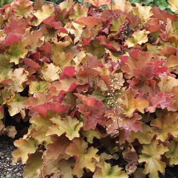 Heuchera - Coral Bells 'Frilly'