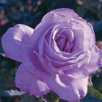 Rosa - Rose 'Blue Girl' 