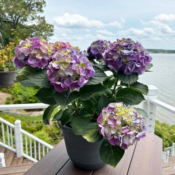 Hydrangea macrophylla - Hydrangea 'Endless Summer Bloomstruck'