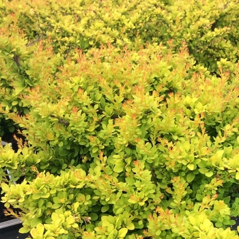 Berberis thunbergii - Barberry 'Sunsation'