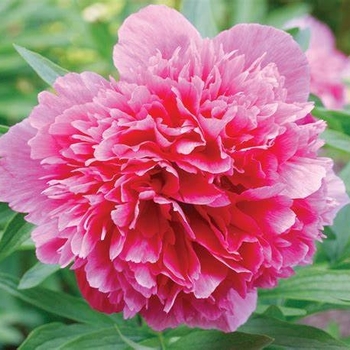 Paeonia lactiflora - Peony 'Dr. Alexander Fleming'