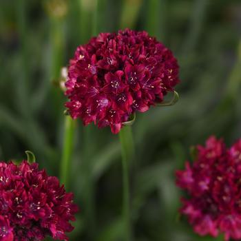 Armeria pseudarmeria - Thrift 'Dreameria Hypnotic Dreams'