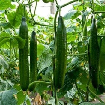 Cucumis sativus - Cucumber 'Sweet Success'