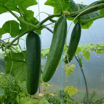  Cucumis sativus - Cucumber 'Straight Eight'