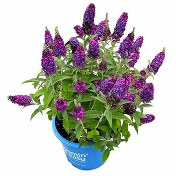 Buddleia - Butterfly Bush 'Birthday Cake' 