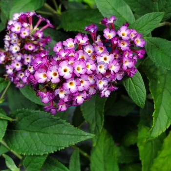 Buddleia - Butterfly Bush 'Blueberry Pie' 
