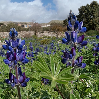 Lupinus polyphyllus - Lupine 'Gallery Blue'