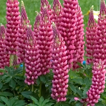 Lupinus polyphyllus - Lupine 'Gallery Pink'