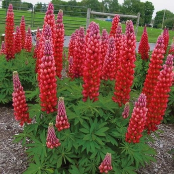 Lupinus polyphyllus - Lupine 'Gallery Red'