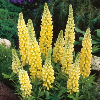 Lupinus polyphyllus - Lupine 'Gallery Yellow'