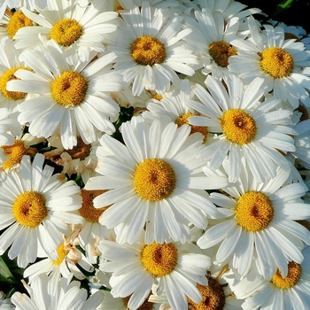 Leucanthemum x superbum - Shasta Daisy 'Madonna' 