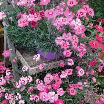 Dianthus gratianopolitanus - Dianthus 'Rose Quartz'