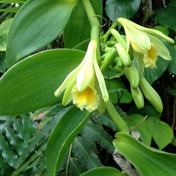 Orchid vanilla - Orchid 'Planifolia'