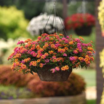 Lantana camara - Lantana 'PassionFruit'