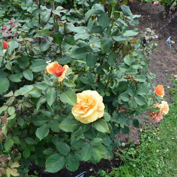Rosa - Rose 'About Face'