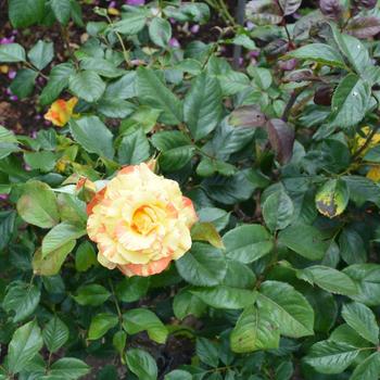 Rosa - Rose 'Chihuly' 
