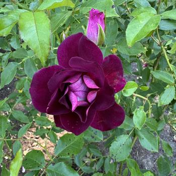 Rosa - Rose 'Burgundy Iceberg'