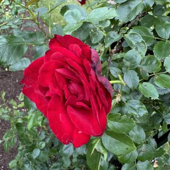 Rosa - Rose 'Dublin Bay'