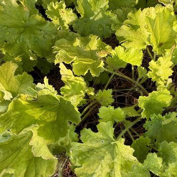 Heuchera - Coral Bells 'Lemon Love' 