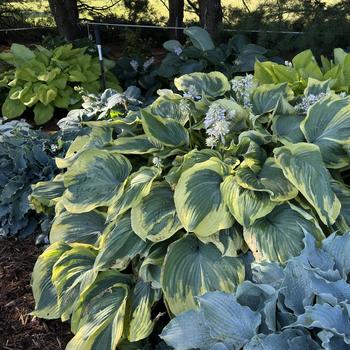 Hosta - Hosta 'Earth Angel' 