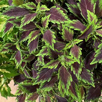 Solenostemon - Coleus 'Down Town Nashville'