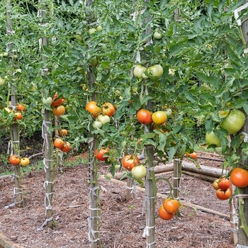 Beefsteak Tomato - Tomato 'Big Beef'