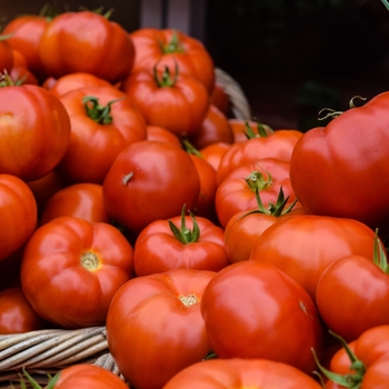 Slicer Tomato - Tomato 'Celebrity'